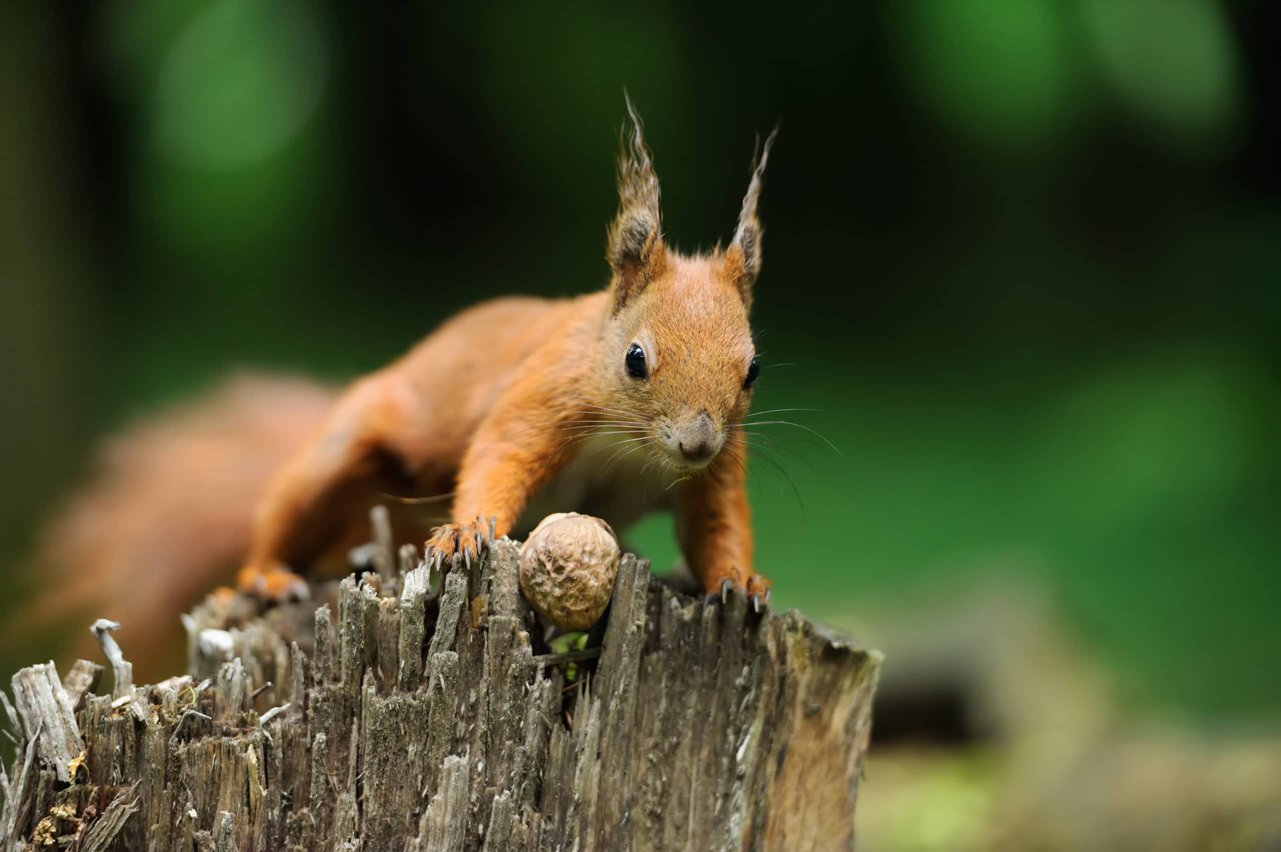 Eichhörnchen mit Nüssen