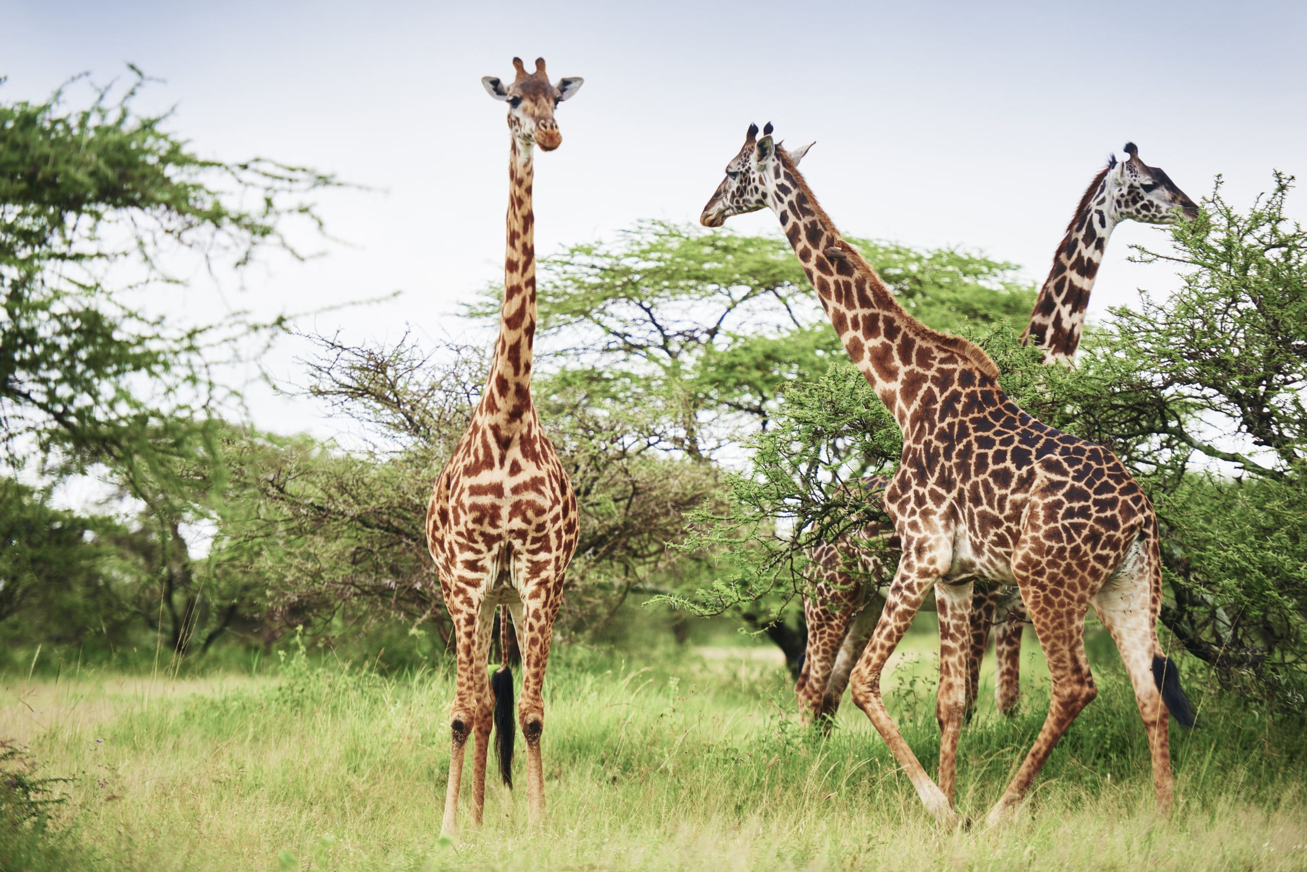 Gruppe von Giraffen in Afrika