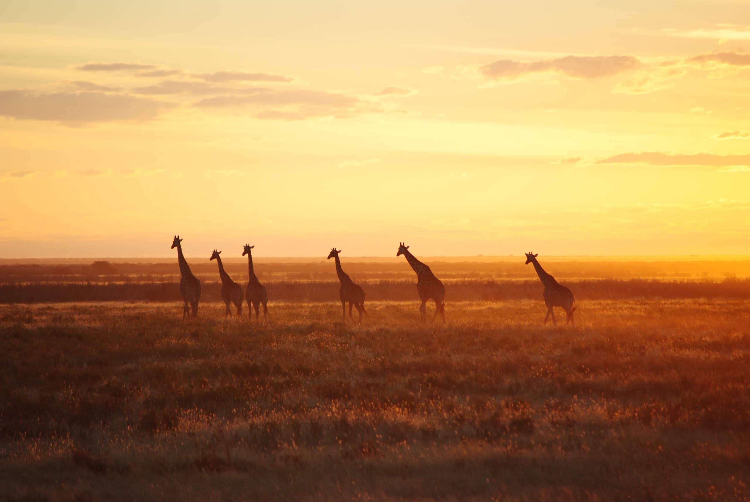 Sonnenuntergang Giraffen