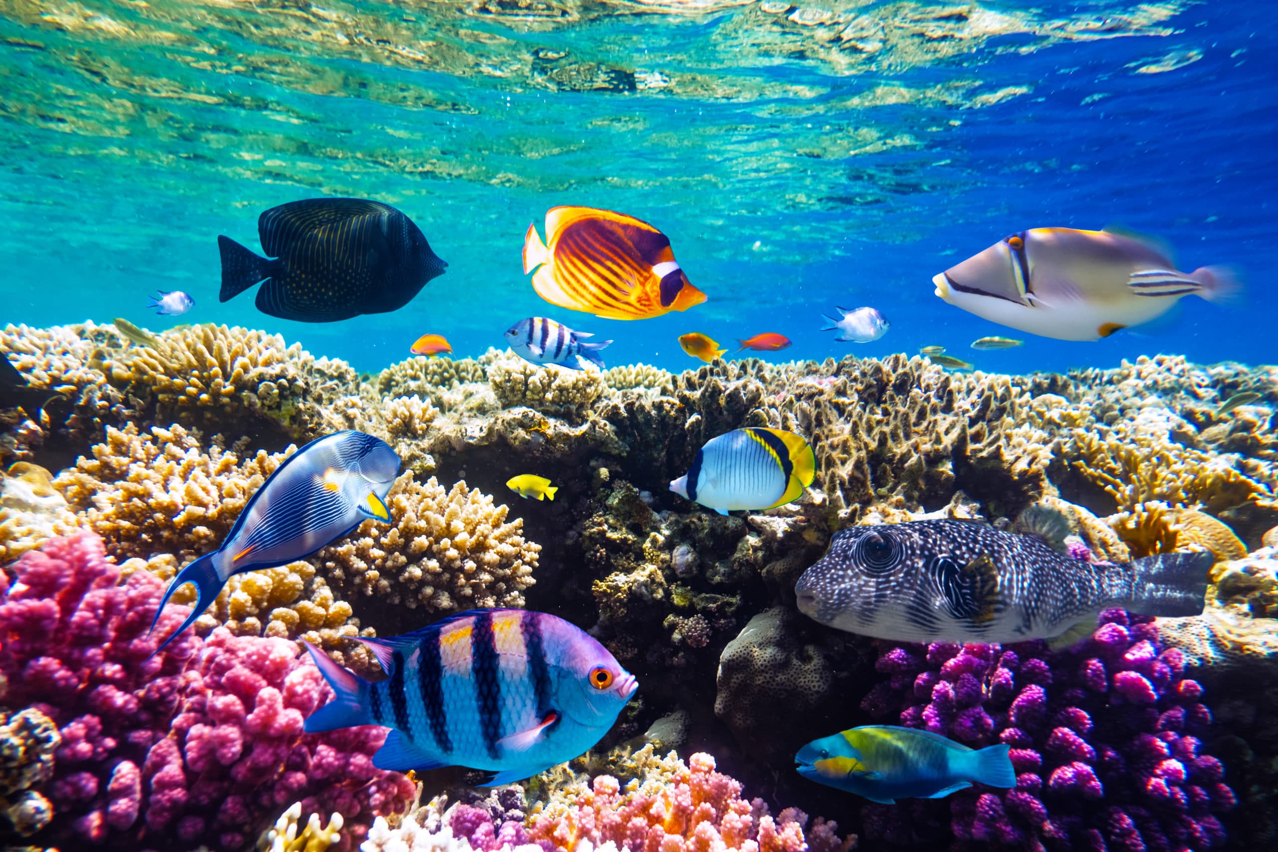Verschiedene tropische Fische an einem Korallenriff im Roten Meer