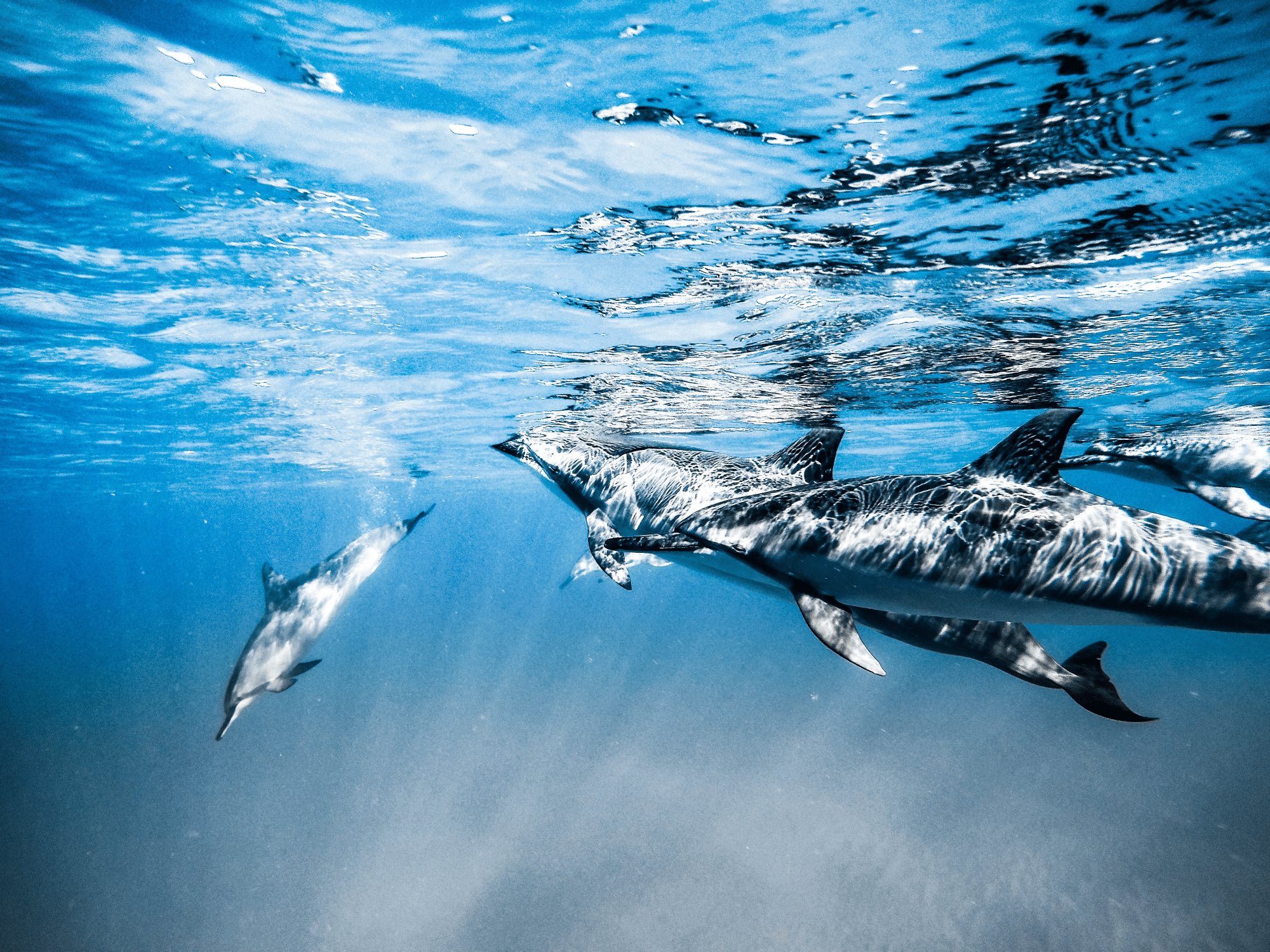 Delfine beim Luftholen