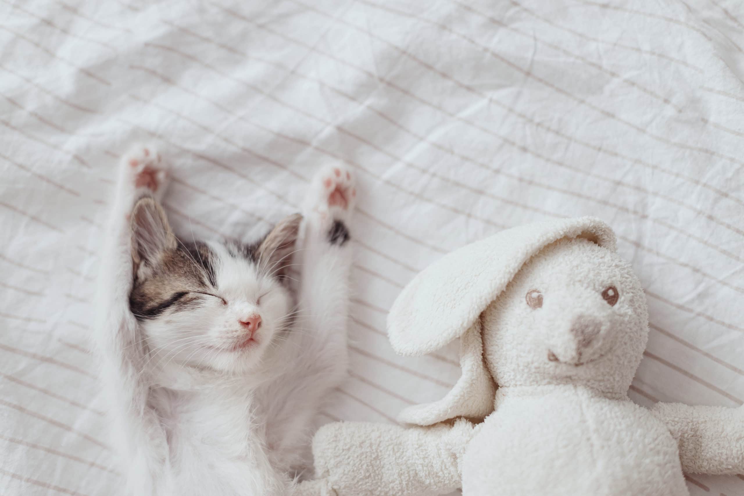 Niedliches kleines Kätzchen, das auf einem weichen Bett mit Hasenspielzeug schläft