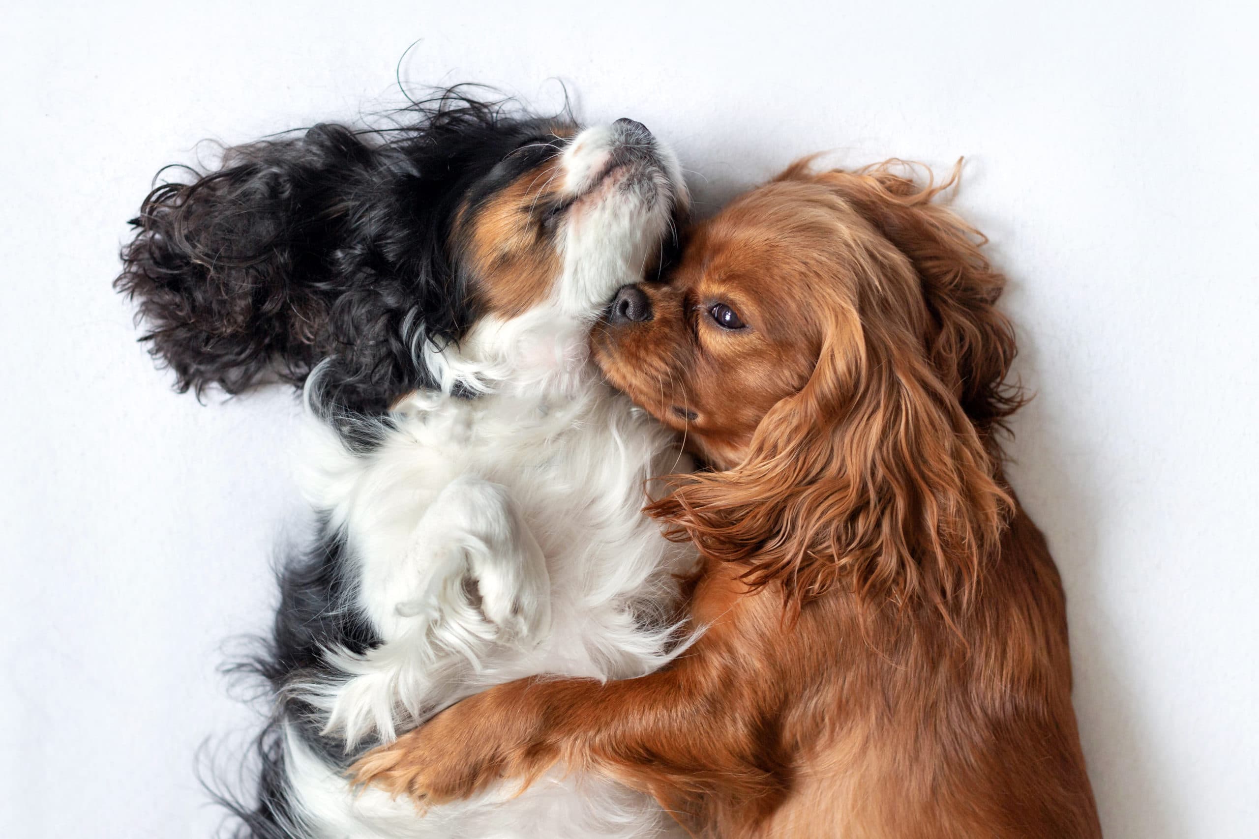 Zwei entzückende Hunde zusammen schlafen