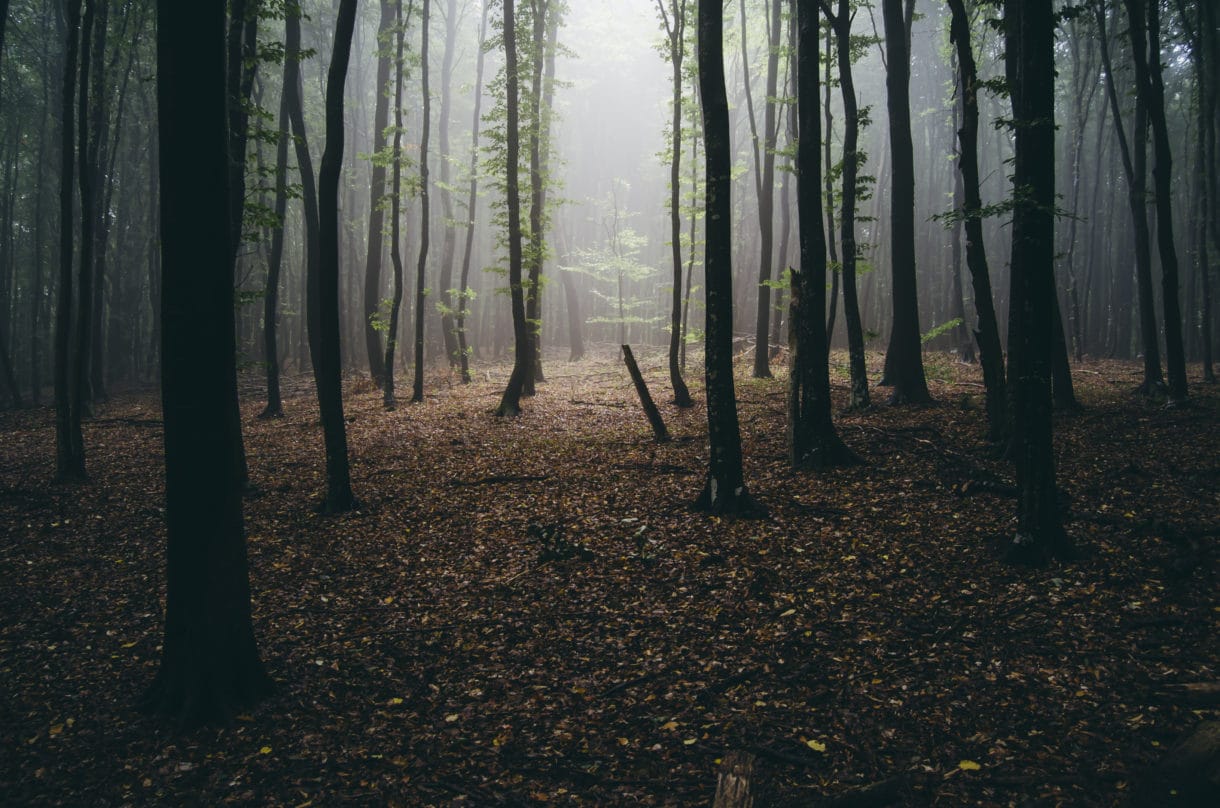 Lichtstrahl in geheimnisvollen dunklen Wäldern
