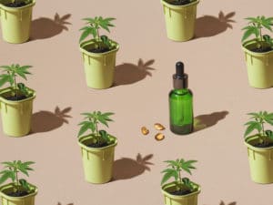 Cannabis-Setzlinge in Töpfen und einer Flasche CBD-Öl